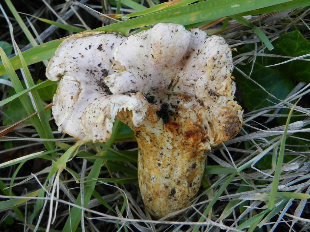 Cantharellus cibarius (Fries, 1821) ?